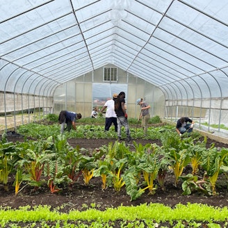 A group of people tending to crops inside a hoop house.